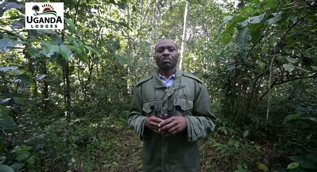 Screenshot video chimpanzee tracking