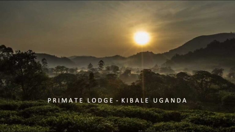 Screenshot video Primate Lodge Kibale